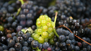 La fili&egrave;re viticole fran&ccedil;aise pr&eacute;sente les grandes lignes de son plan de relance