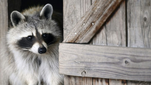 Deutscher Jagdverband: Waschb&auml;ren breiten sich in Deutschland weiter aus