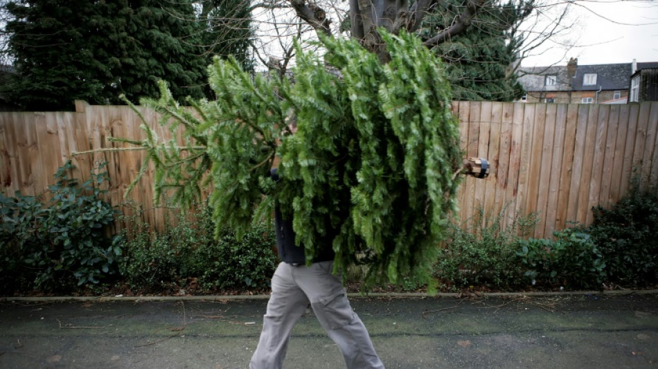 Unbekannte stehlen in Sachsen und Brandenburg mehr als 120 Weihnachtsb&auml;ume