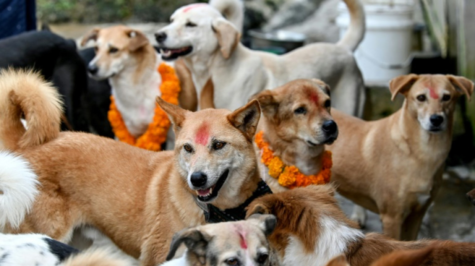 El d&iacute;a del perro en Nepal como parte de celebraciones hind&uacute;es