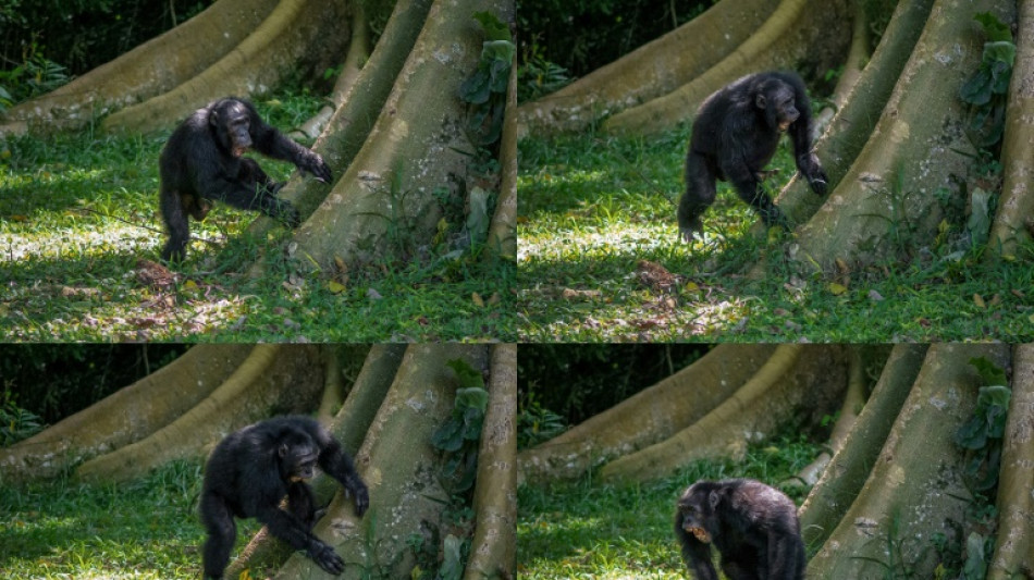 Jungle music: Chimp drumming reveals building blocks of human rhythm