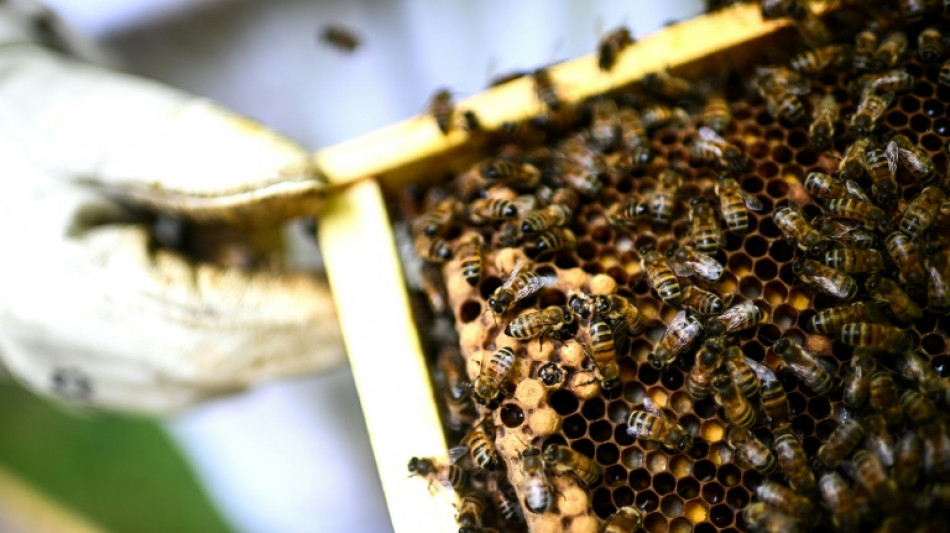 Bid to bring back pesticide in France sparks unprecedented petition