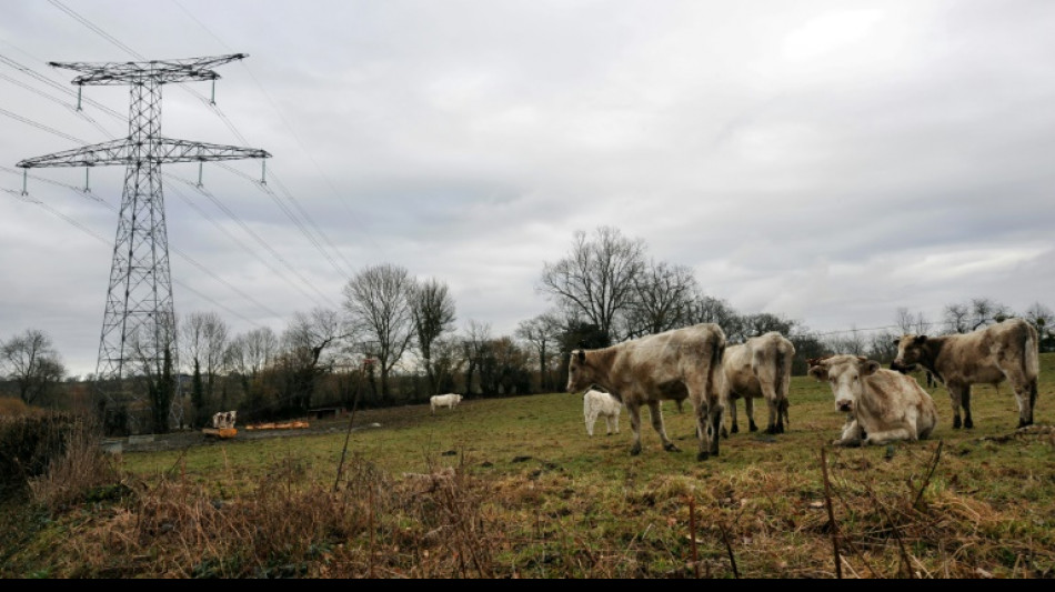 Lignes &agrave; haute tension: un &eacute;leveur indemnis&eacute; par RTE pour ses vaches malades