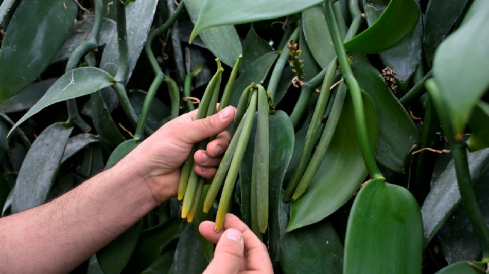 En Bretagne, la vanille fleurit dans d'anciennes serres &agrave; tomates
