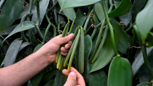 En Bretagne, la vanille fleurit dans d'anciennes serres &agrave; tomates