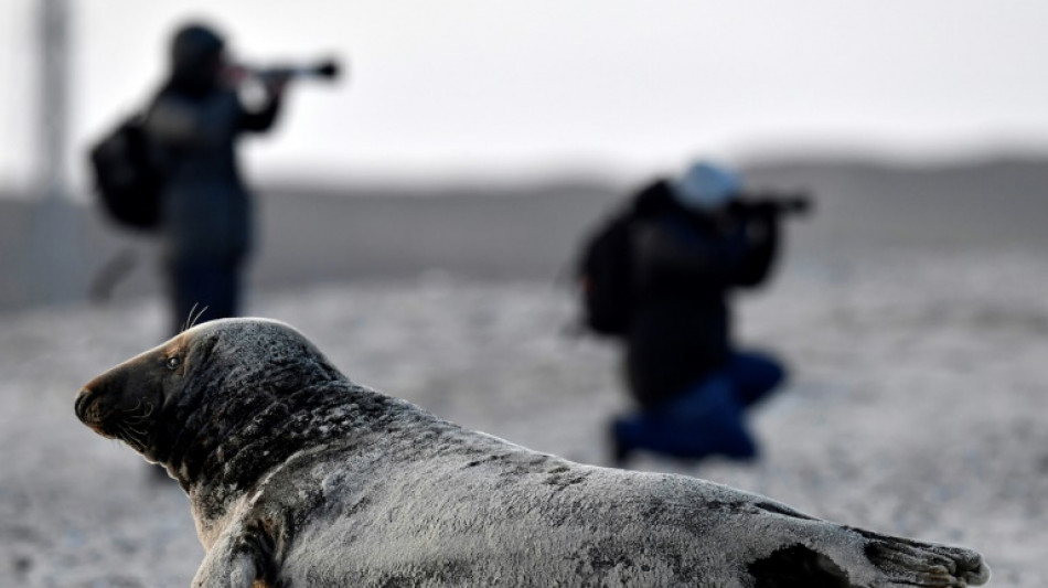 "Ungew&ouml;hnliche H&auml;ufung" toter Keggelrobben auf R&uuml;gen alarmiert Beh&ouml;rden