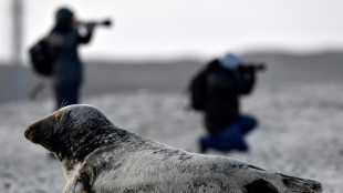 "Ungew&ouml;hnliche H&auml;ufung" toter Kegelrobben auf R&uuml;gen alarmiert Beh&ouml;rden