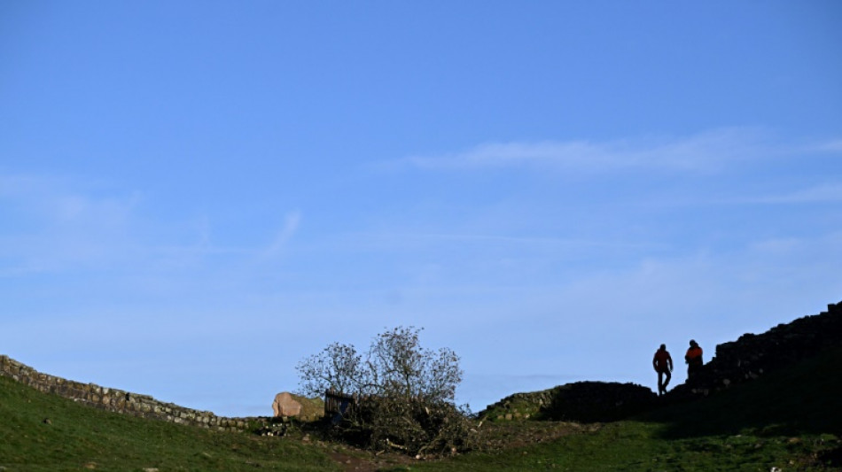 Angleterre: le tronc du c&eacute;l&egrave;bre arbre abattu enlev&eacute;, appel aux id&eacute;es pour lui rendre hommage