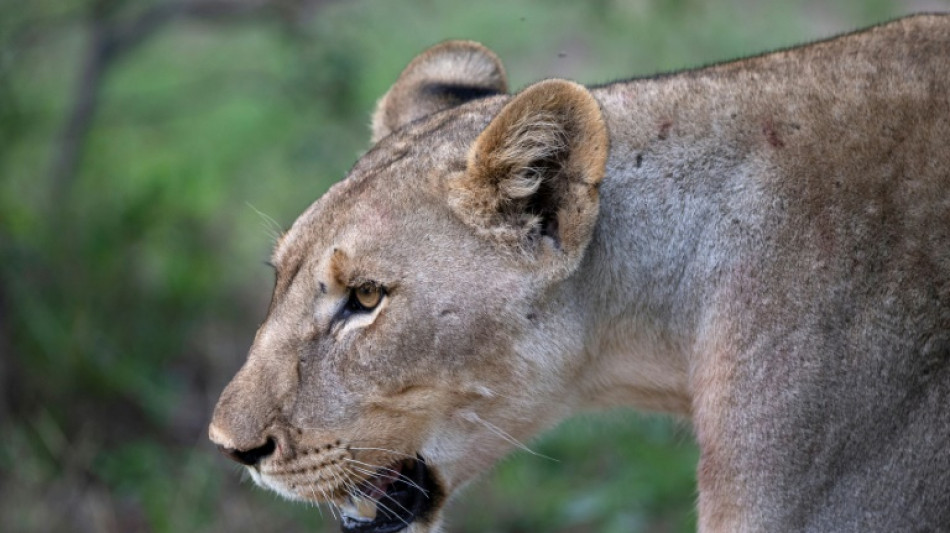 Erneut kurzzeitiger "L&ouml;wenalarm" bei Berliner Polizei