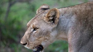 Erneut kurzzeitiger "L&ouml;wenalarm" bei Berliner Polizei
