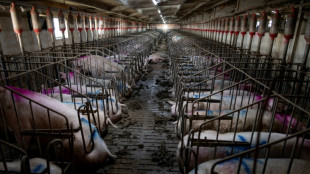 México suspende las importaciones de carne de cerdo española por la peste porcina africana