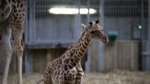 Naissance d'une girafe au parc zoologique de Paris, une première depuis 2019