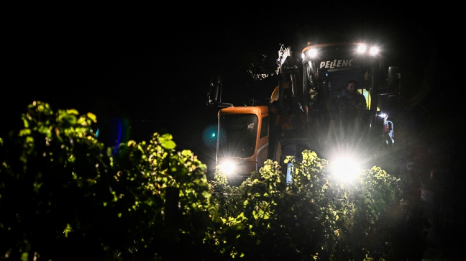 Climat: dans le Bordelais, vendanges de nuit pour garder le ros&eacute; au frais