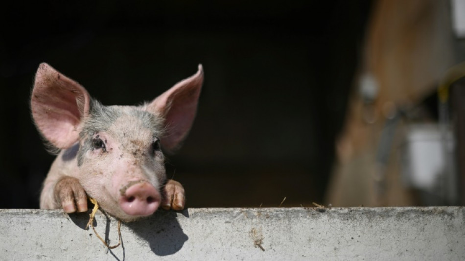 C&eacute;lulas y &oacute;rganos de cerdos muertos "reviven" durante unas horas