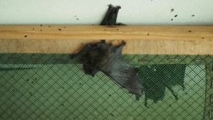 Betrieb von Windpark darf f&uuml;r Fledermausschutz nachtr&auml;glich eingeschr&auml;nkt werden