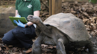 Tartaruga di quasi 100 anni diventa mamma di 4 piccoli