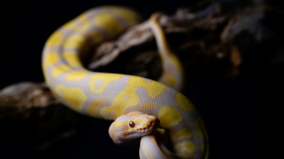 Un australiano es multado por surfear con una pit&oacute;n