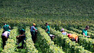 Les intemp&eacute;ries ram&egrave;nent les vendanges fran&ccedil;aises 2024 &agrave; des niveaux historiquement bas