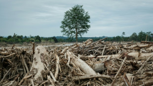 En Indon&eacute;sie, les inondations conduisent &agrave; pointer le r&ocirc;le de la d&eacute;forestation