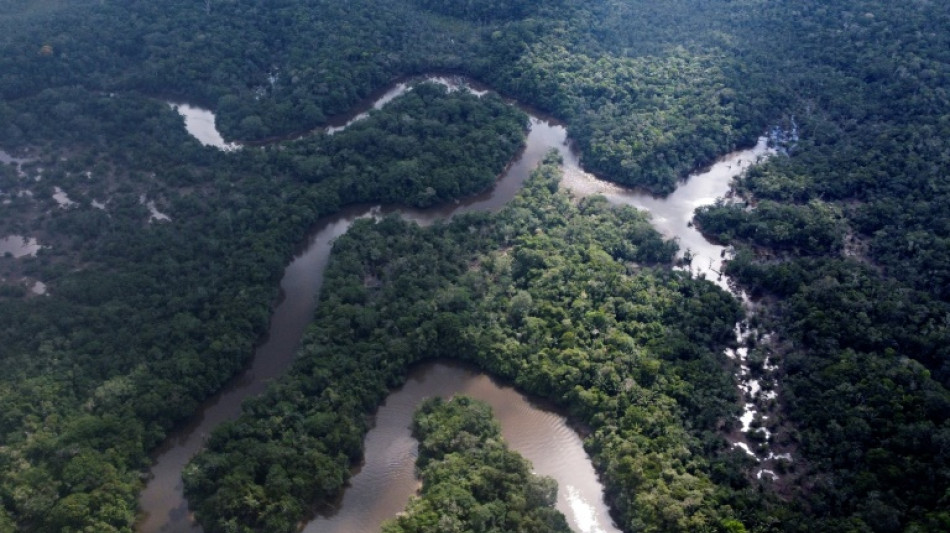 Gabon summit promotes worth of tropical rainforests
