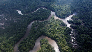 Gabon summit promotes worth of tropical rainforests
