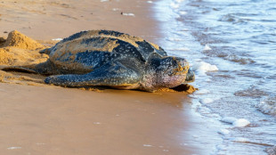 Biodiversit&eacute;: 300 grandes entreprises mondiales r&eacute;clament une obligation d'&eacute;valuer et publier leurs impacts