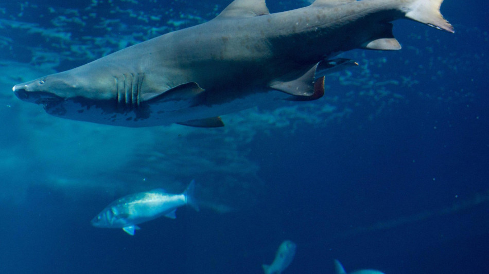 Il Cairo, ad attaccare a Marsa Alam &egrave; stato uno squalo tigre