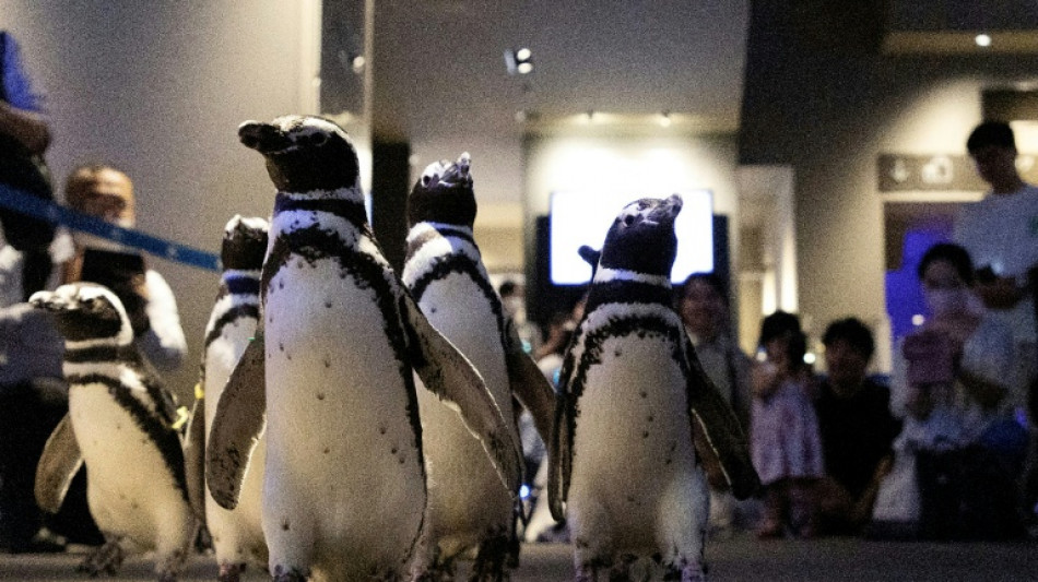 Los ping&uuml;inos, mascotas de los opositores a la guerra comercial de Trump