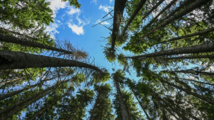 &Ouml;zdemir entsch&auml;rft Entwurf f&uuml;r Waldgesetz - Kritik von Umweltverb&auml;nden