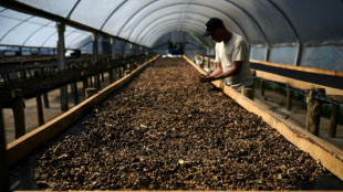 El lujoso caf&eacute; brasile&ntilde;o extra&iacute;do de los excrementos de un p&aacute;jaro