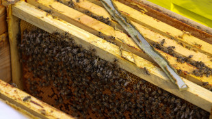 Si ribalta camion in Usa, allarme per fuga di 250 milioni di api