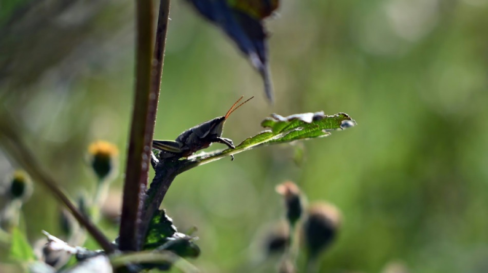 Adorados por los aztecas, chapulines asoman como alternativa a desnutrici&oacute;n infantil en M&eacute;xico