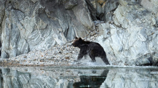 "Nunca vimos algo as&iacute;": la poblaci&oacute;n de osos se dispara en Siberia