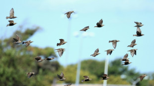 Vogelschwarm verursacht Unfall im Allg&auml;u