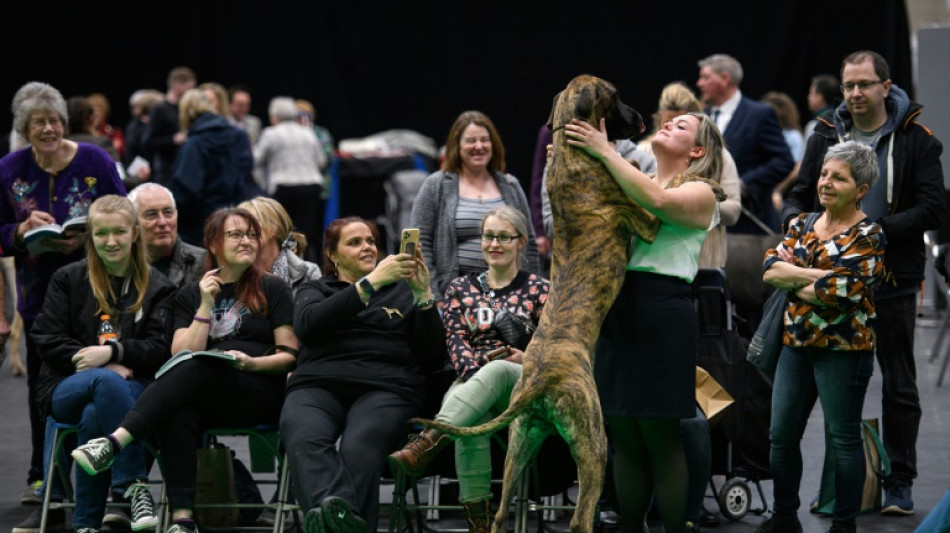 Au Royaume-Uni, le salon canin Crufts de retour, sans participants russes