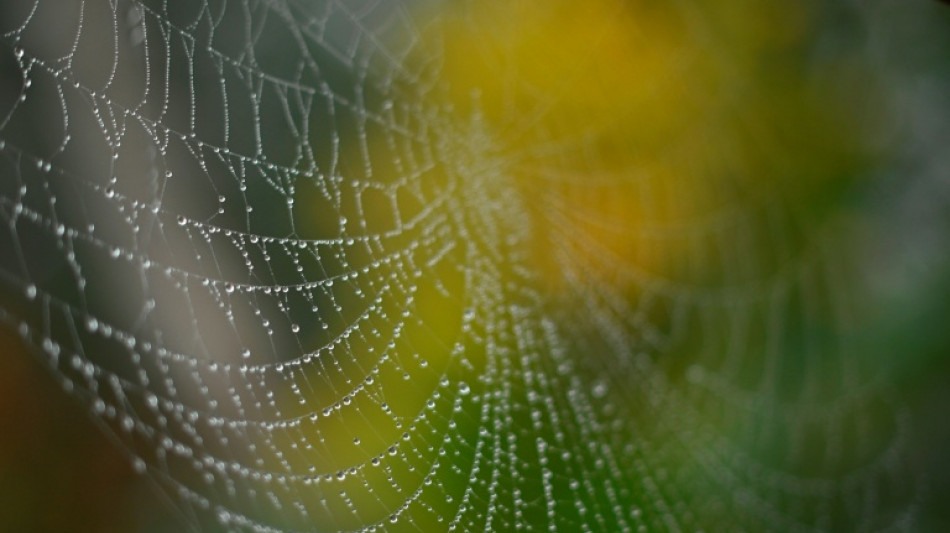 Schwarze Witwen locken M&auml;nnchen mit K&auml;sefu&szlig;geruch
