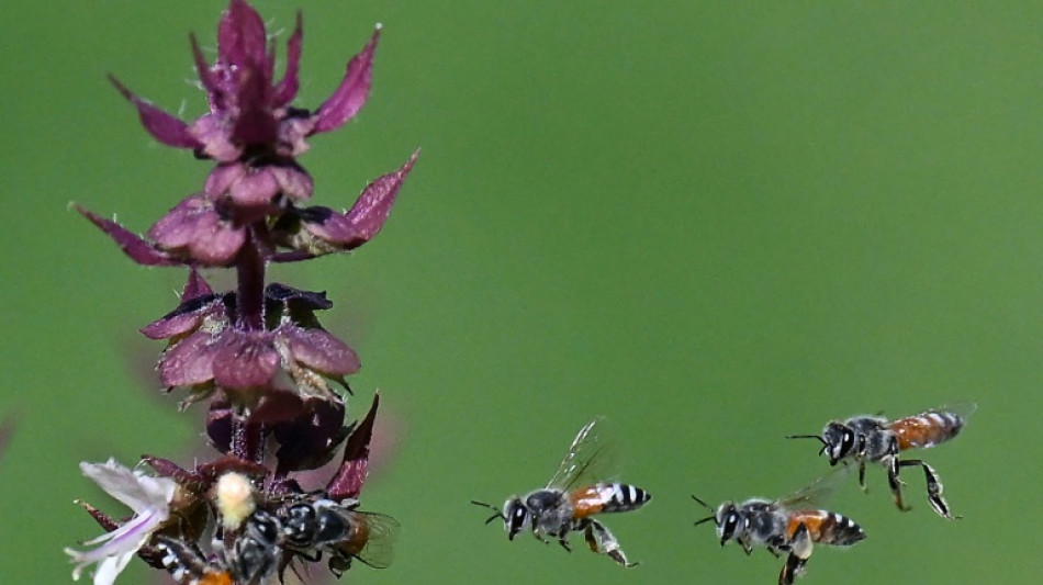 Científicos australianos descubren una abeja "lucifer" con cuernos