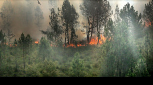Nouvel épisode caniculaire en France, 2.700 hectares de forêts dévorés en Gironde