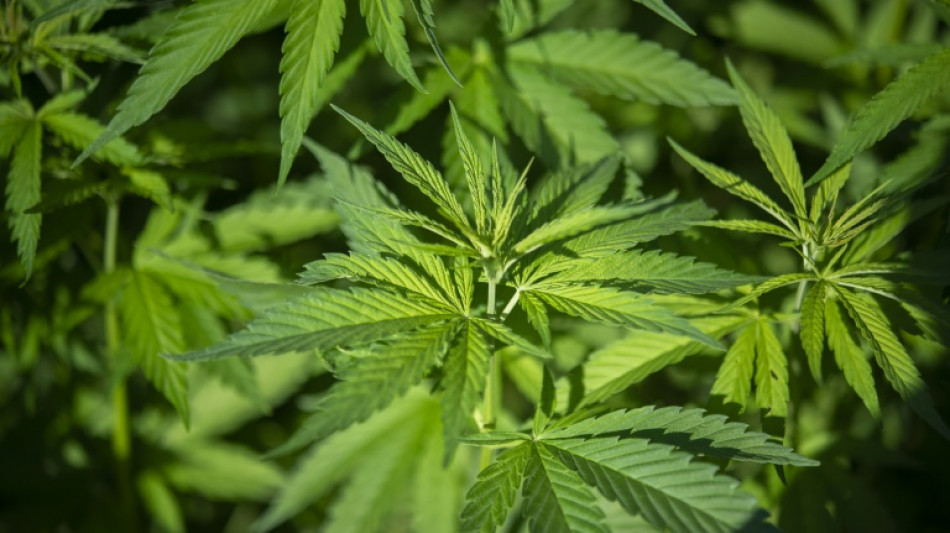 &Uuml;ber 1500 Cannabispflanzen in Baden-W&uuml;rttemberg entdeckt: Vier M&auml;nner in Haft