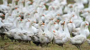 Kilopreis f&uuml;r Weihnachtsg&auml;nse dieses Jahr bei 18 bis 22 Euro