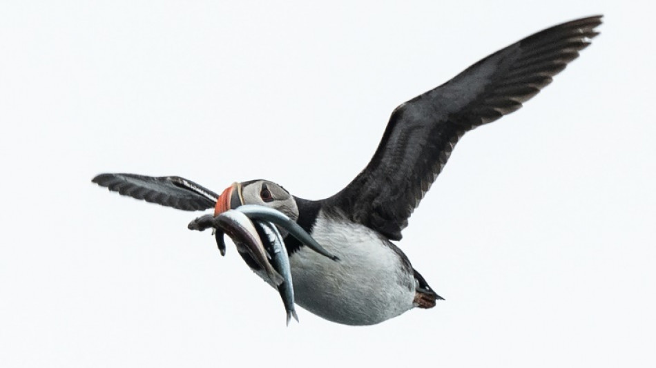 EU wins post-Brexit fishing row with Britain