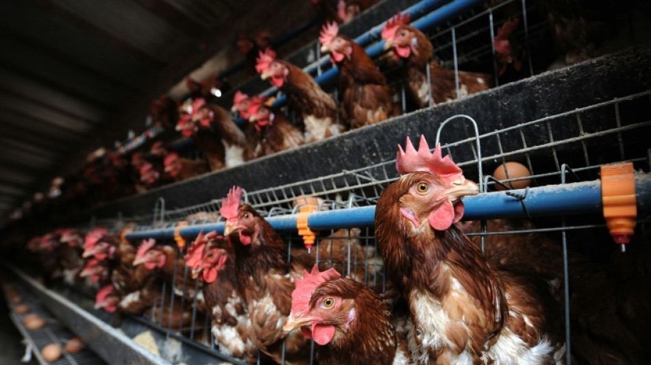 Chine: ext&eacute;nu&eacute;es par la canicule... les poules pondent moins