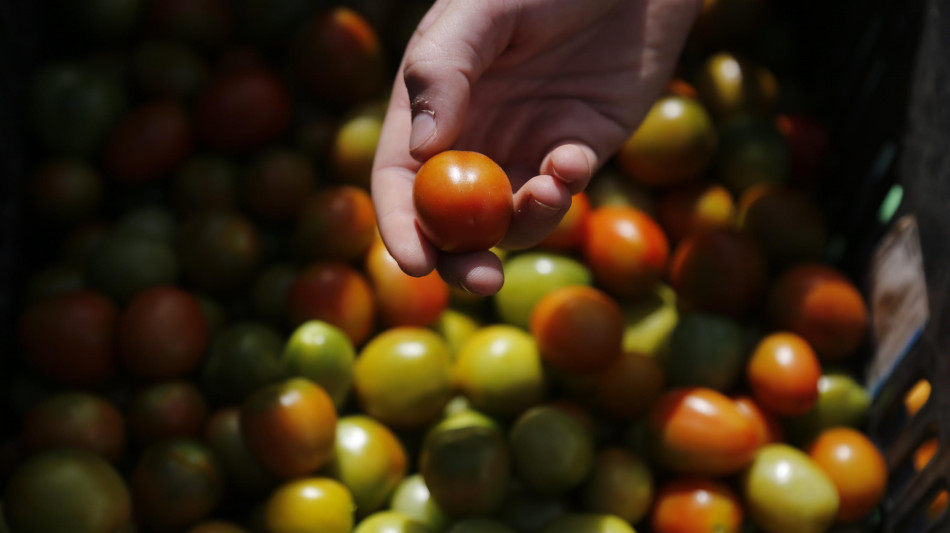 Amministrazione Trump, dazi sui pomodori dal Messico al 20,9%