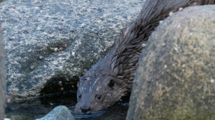 Urteil: T&ouml;ten von Fischottern bleibt in Bayern verboten 