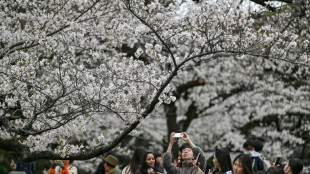 Turistas y locales, maravillados ante los cerezos en flor en Tokio