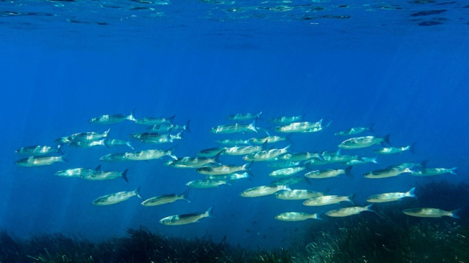 EU will bei Schutz der Meere internationale F&uuml;hrungsrolle &uuml;bernehmen