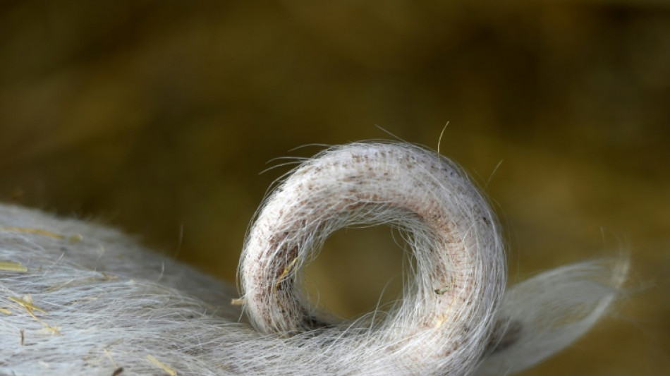 FDP-Politiker unterst&uuml;tzen Forderung nach Tierwohlabgabe