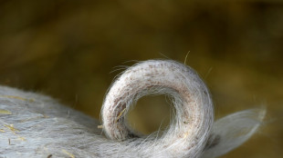 FDP-Politiker unterst&uuml;tzen Forderung nach Tierwohlabgabe