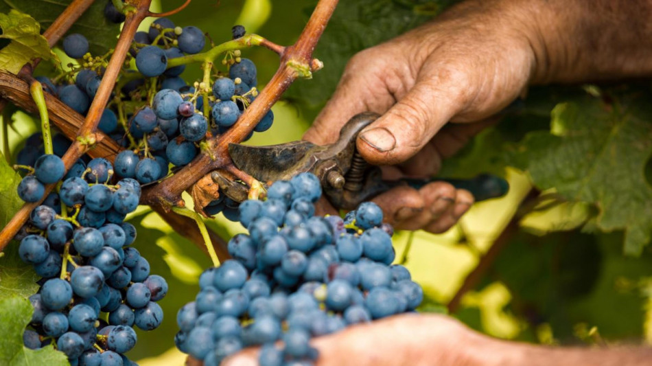 Vendemmia di qualit&agrave; ma produzione a pi&ugrave; velocit&agrave;, al Sud +20%
