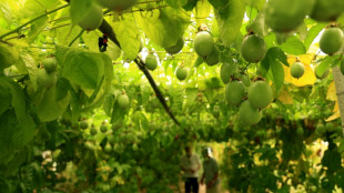 En Albanie, les fruits exotiques pour tenter de s'adapter au réchauffement climatique